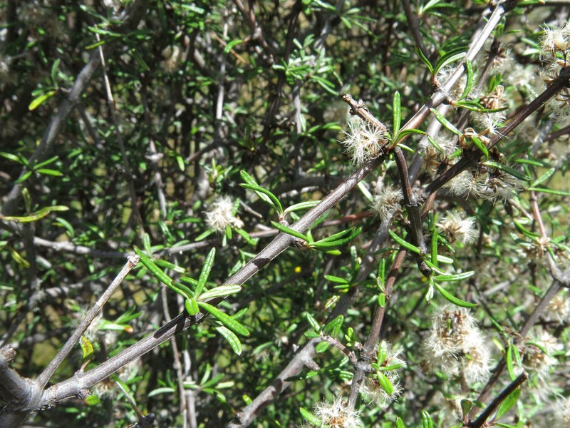 Olearia bullata photo 7
