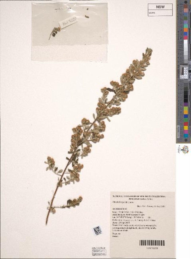 Olearia burgessii