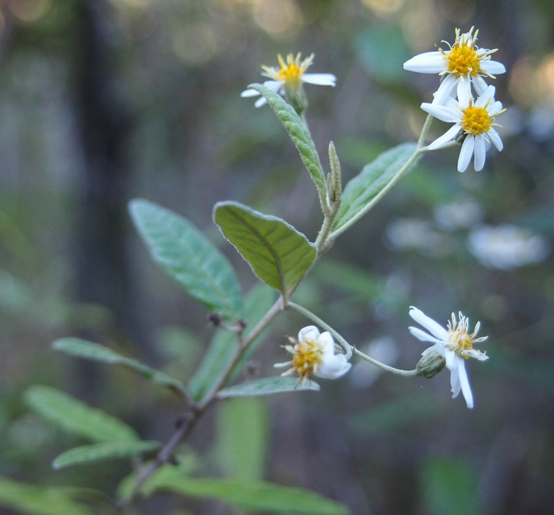 Olearia canescens