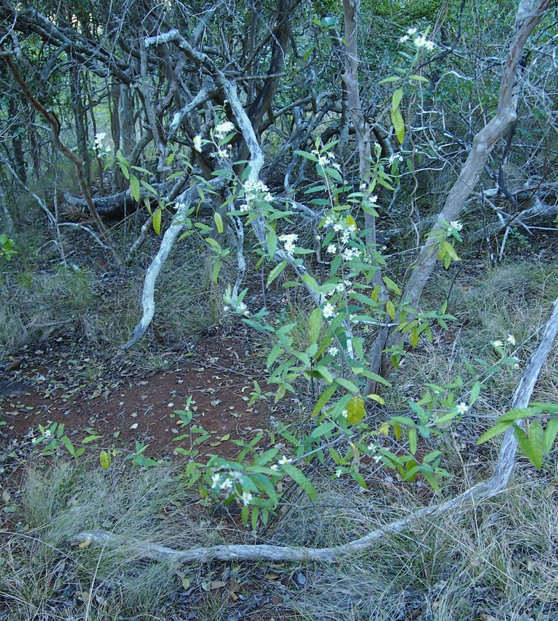 Olearia canescens photo 2