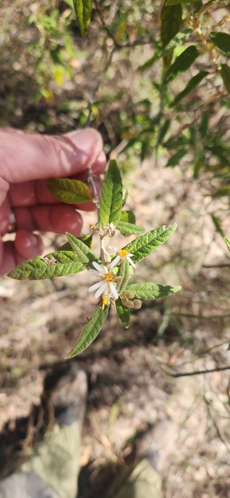 Olearia canescens photo 3