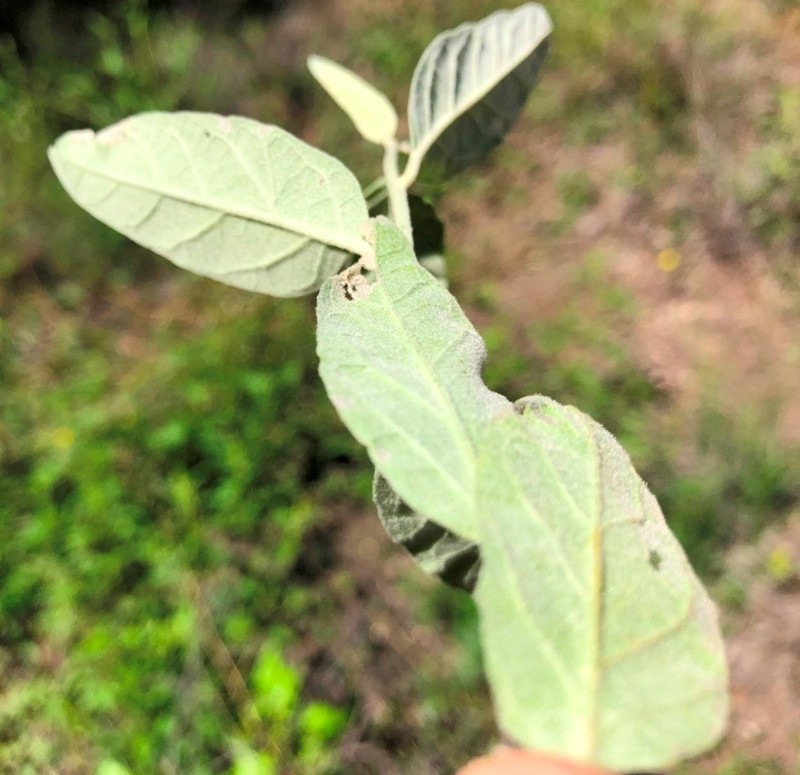 Olearia canescens photo 4