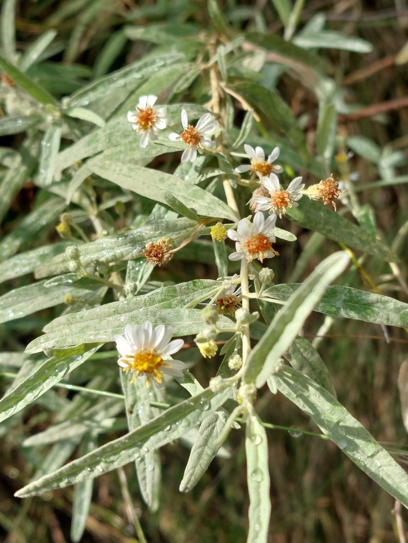 Olearia canescens photo 5