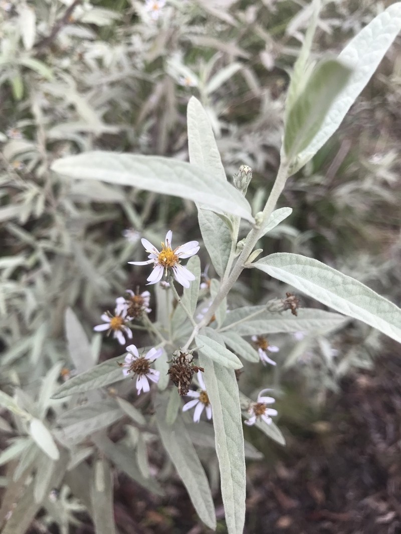Olearia canescens photo 6