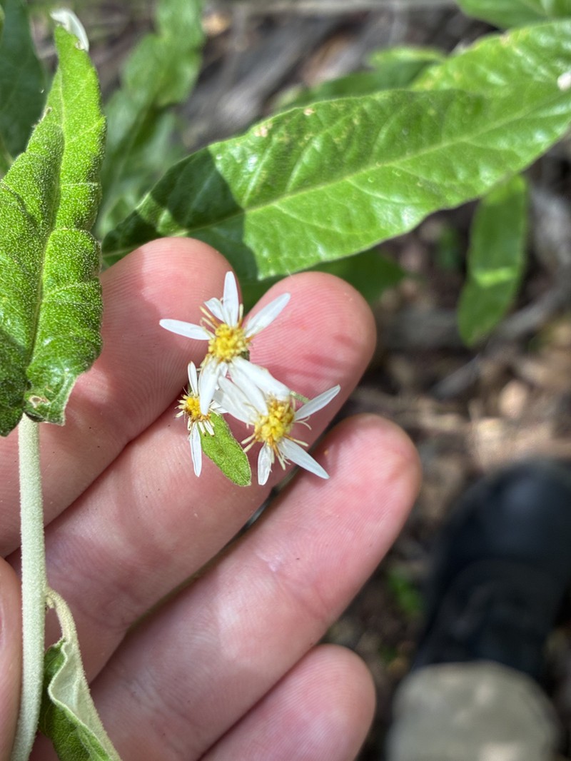 Olearia canescens photo 7