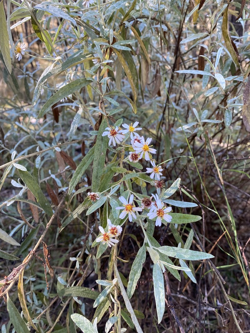 Olearia canescens subsp. canescens