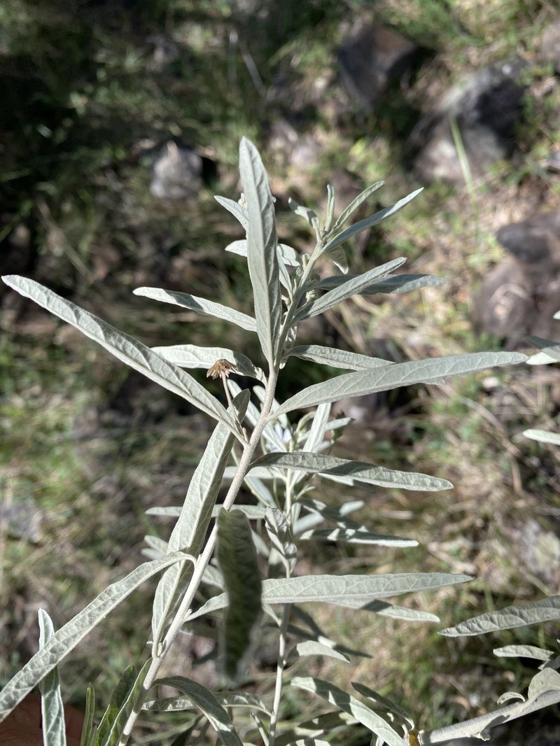 Olearia canescens subsp. canescens photo 2