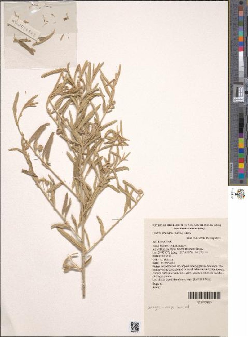 Olearia canescens subsp. canescens photo 3