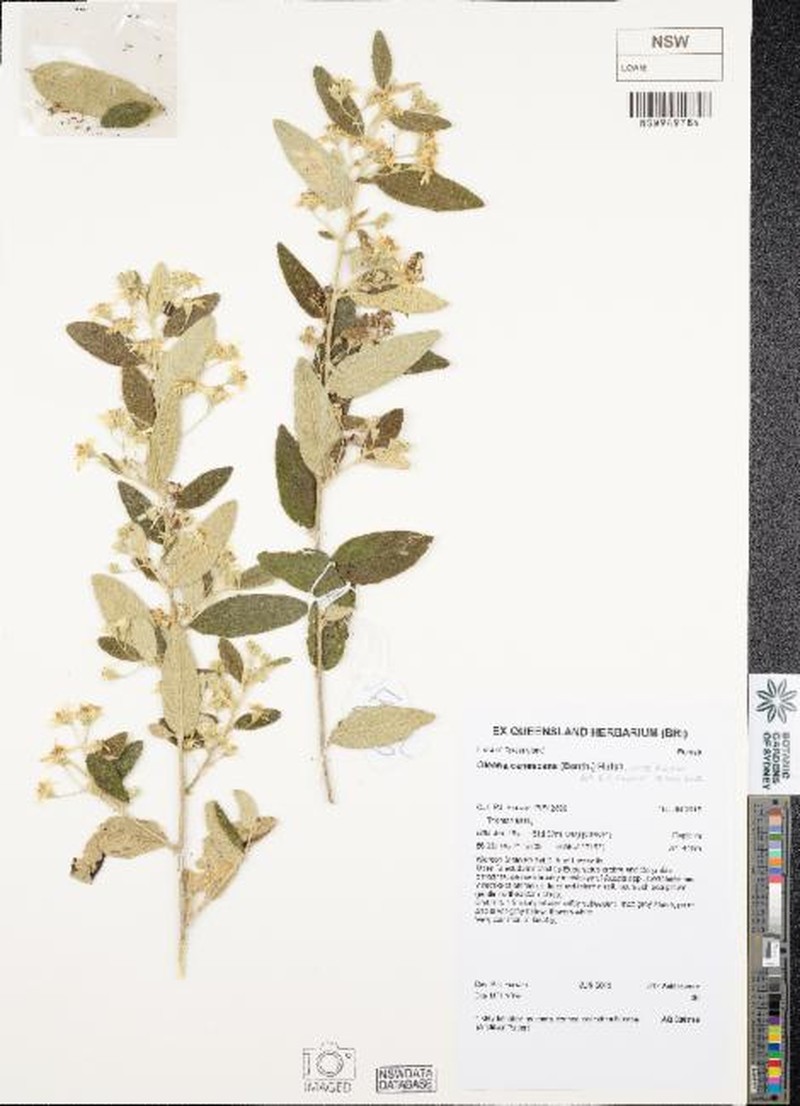 Olearia canescens subsp. discolor