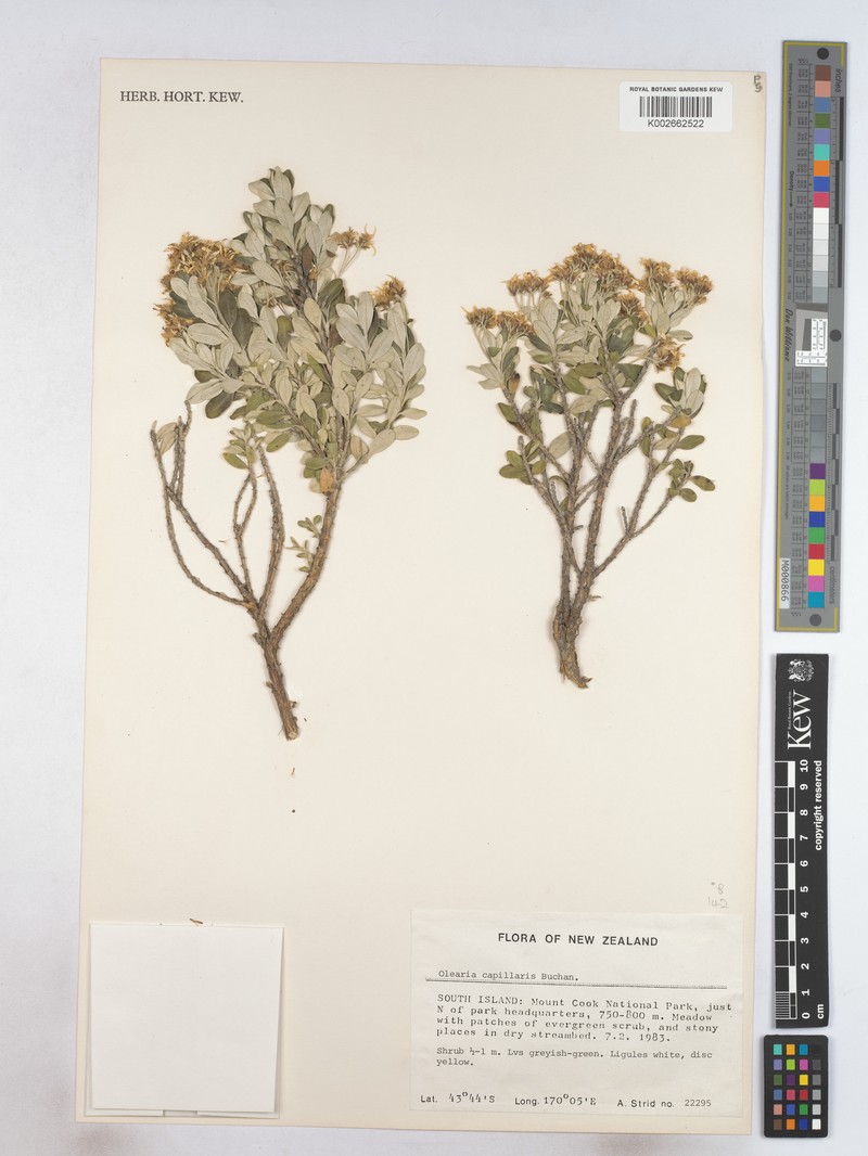 Olearia capillaris photo 2