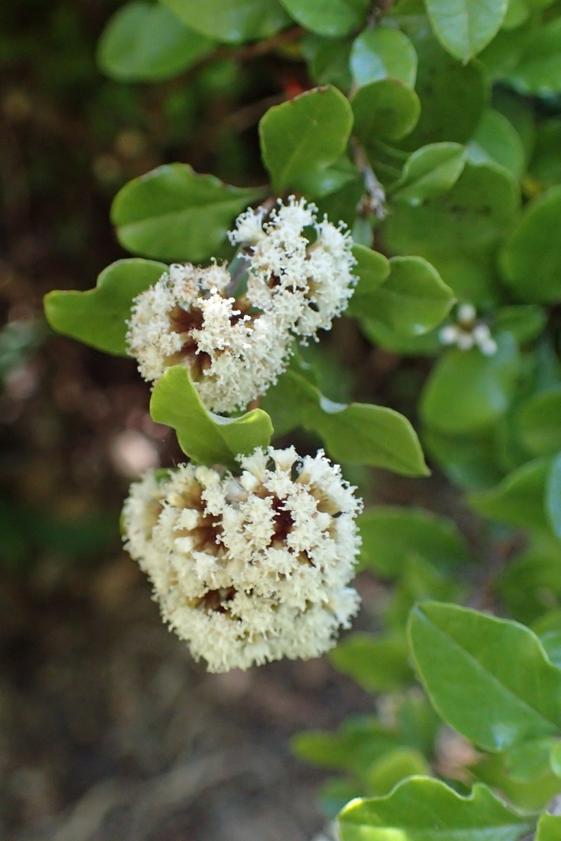 Olearia capillaris