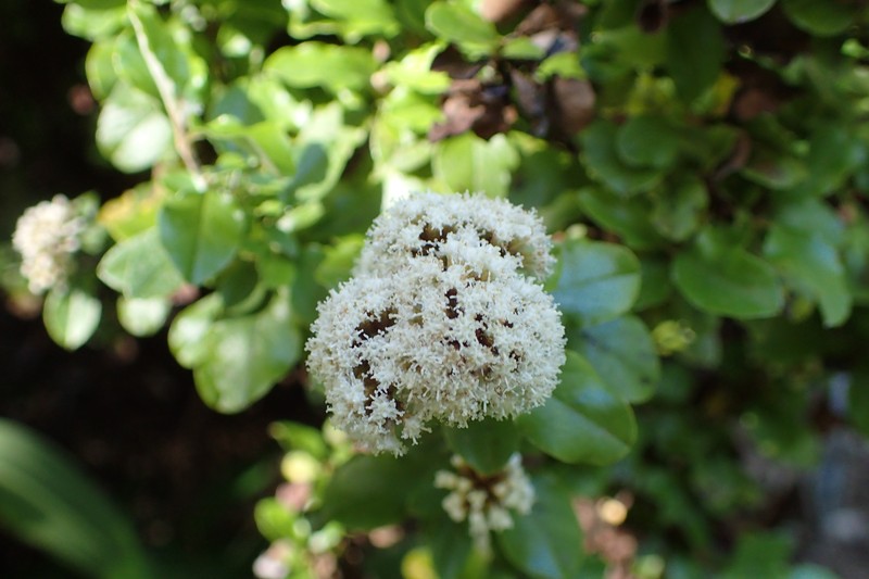Olearia capillaris photo 3