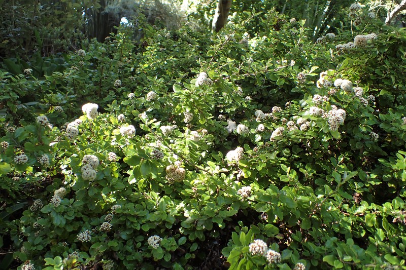 Olearia capillaris photo 4