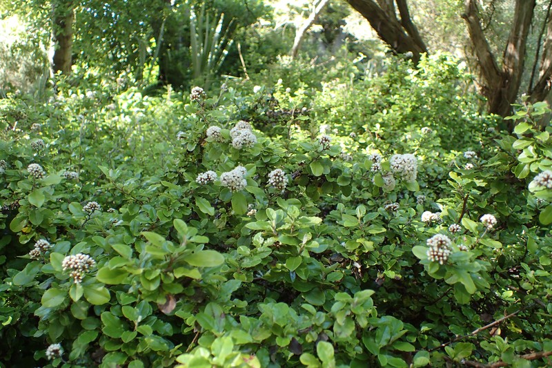 Olearia capillaris photo 5