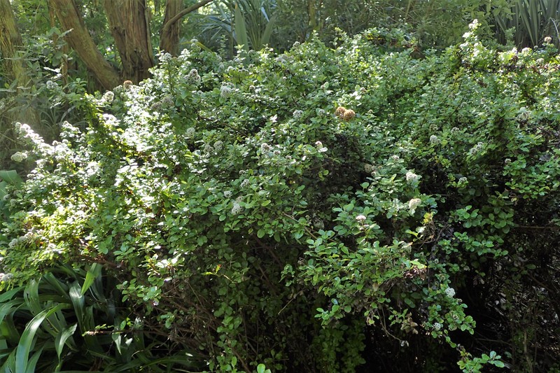 Olearia capillaris photo 6