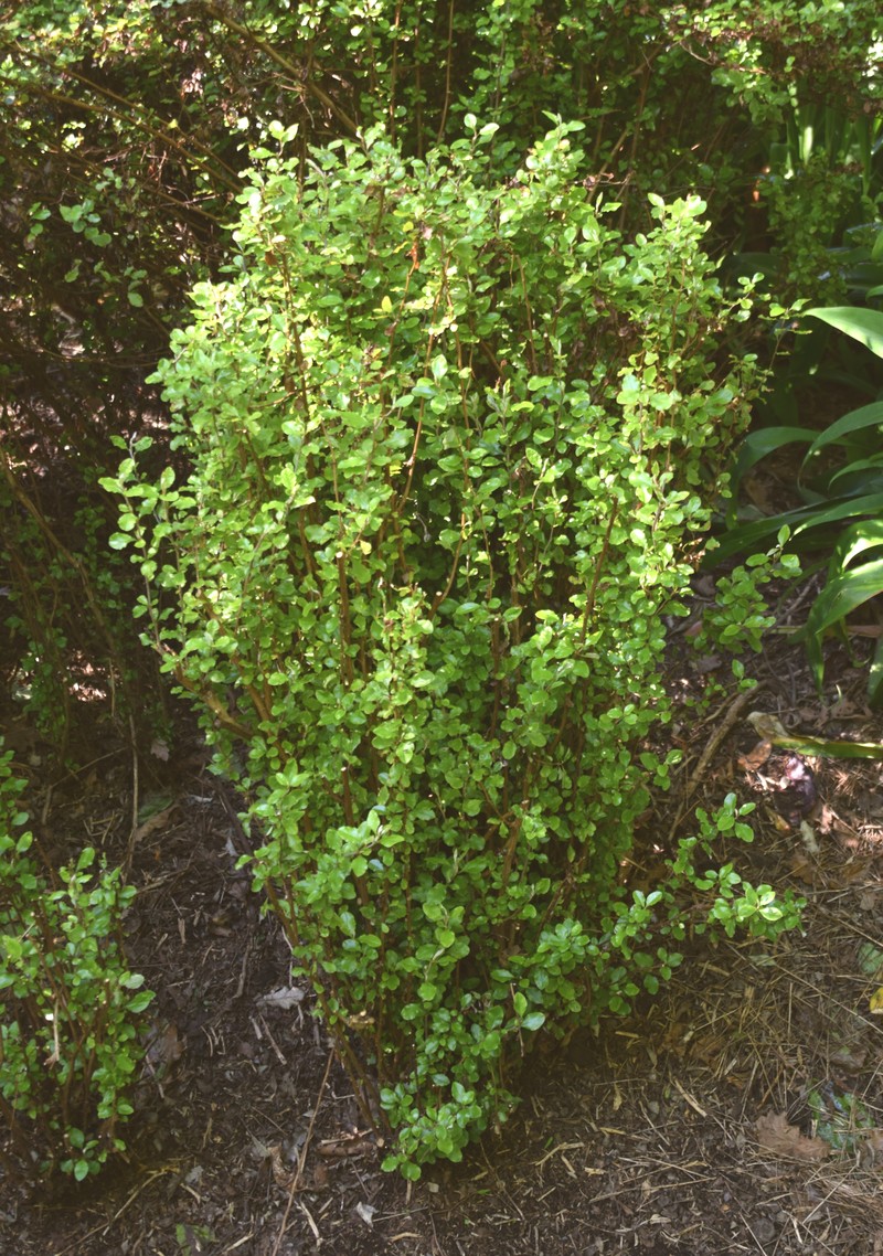 Olearia capillaris photo 7