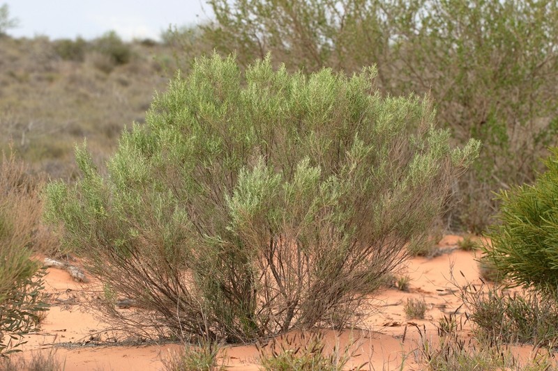 Olearia cassiniae