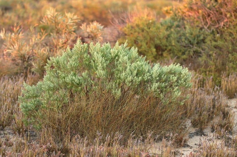 Olearia cassiniae photo 2