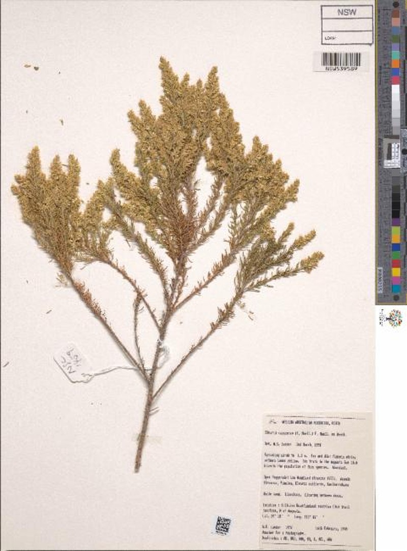Olearia cassiniae photo 3