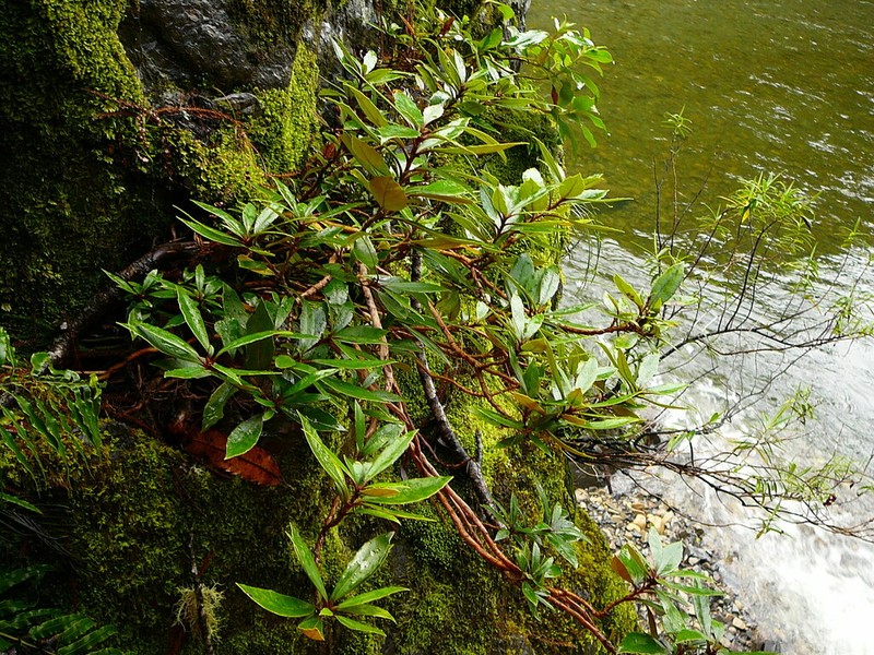 Olearia cheesemanii