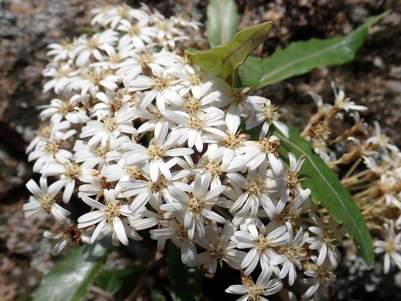 Olearia cheesemanii photo 2