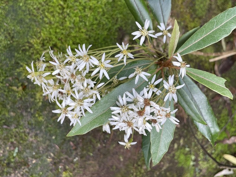 Olearia cheesemanii photo 3