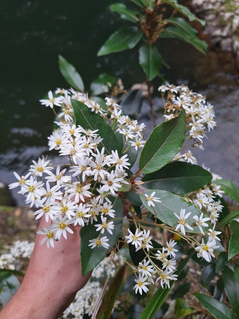 Olearia cheesemanii photo 4