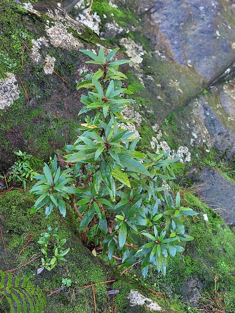 Olearia cheesemanii photo 5