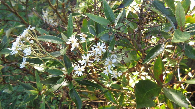 Olearia cheesemanii photo 6