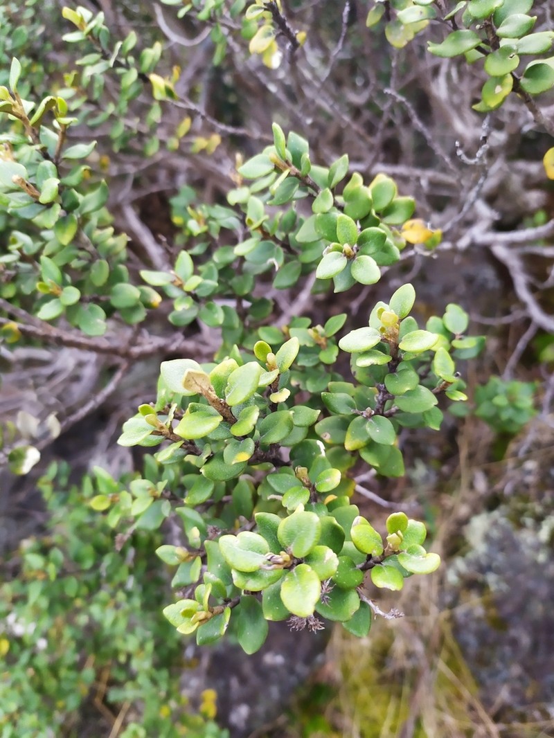 Olearia coriacea photo 2