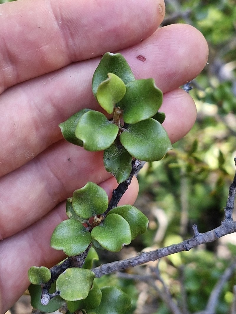 Olearia coriacea photo 3