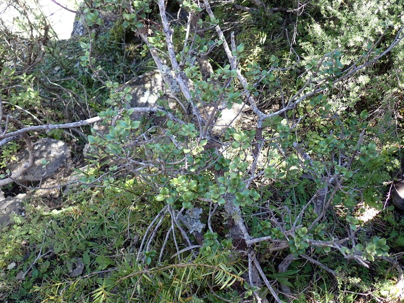 Olearia coriacea photo 4
