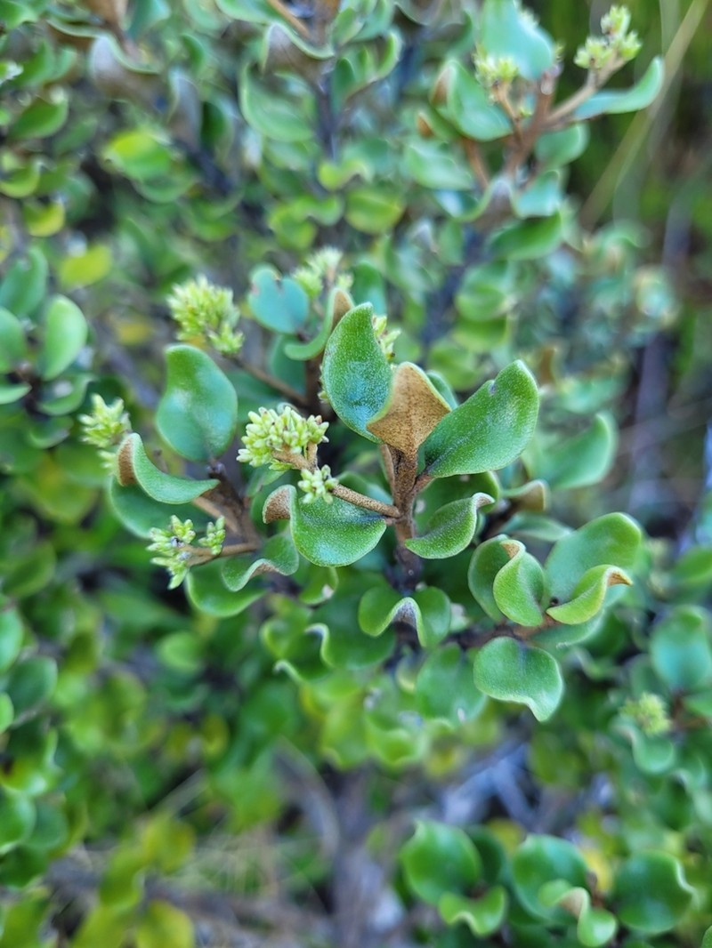 Olearia coriacea photo 5