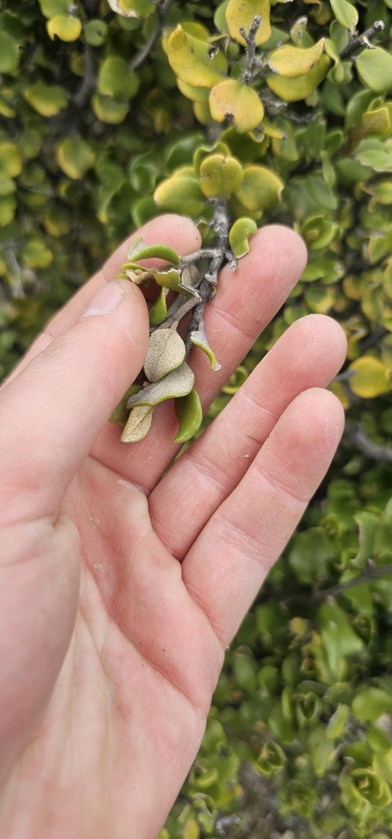 Olearia coriacea photo 6