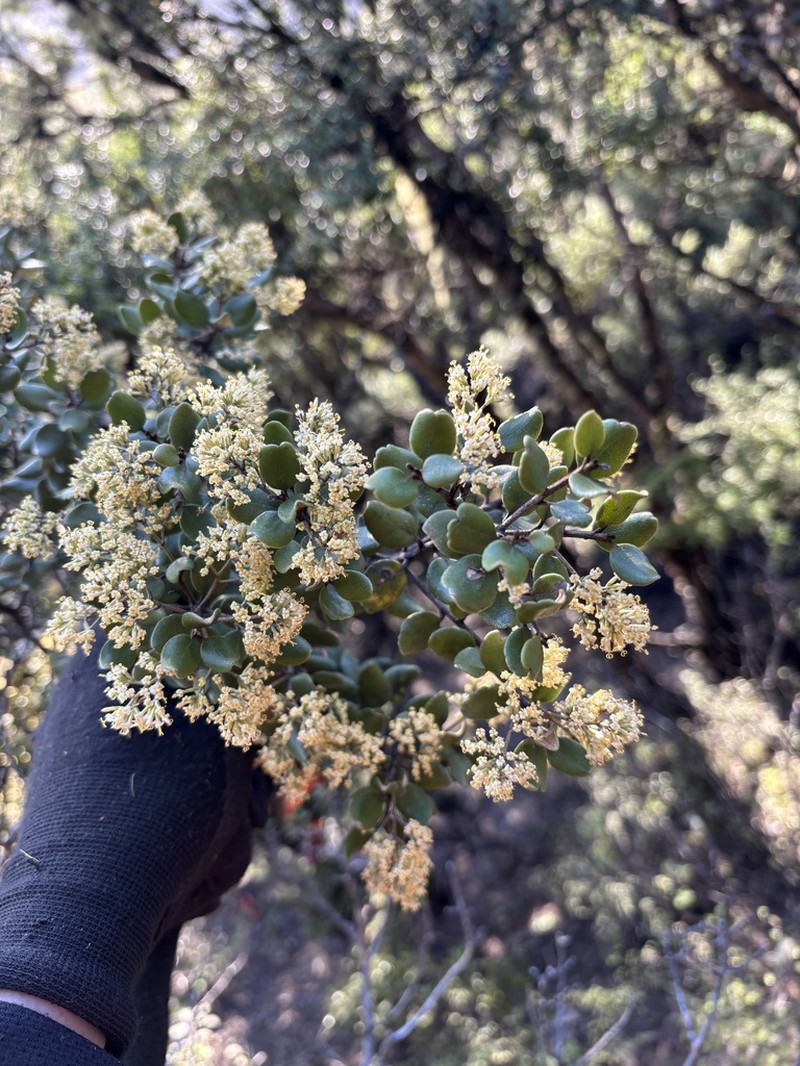 Olearia coriacea photo 7