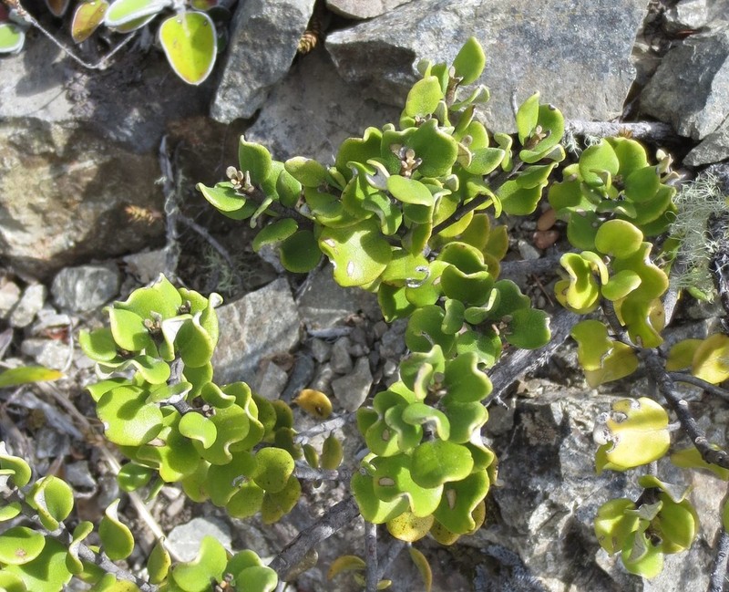 Olearia coriacea photo 8