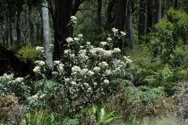 Olearia covenyi photo 2
