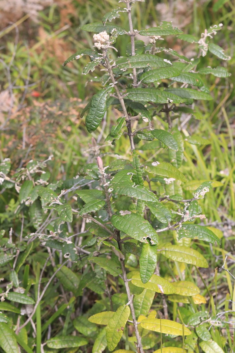 Olearia covenyi photo 3