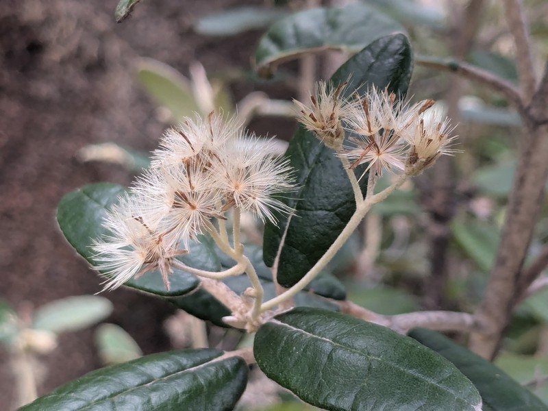 Olearia covenyi photo 5