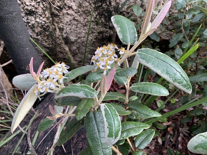 Olearia covenyi photo 6