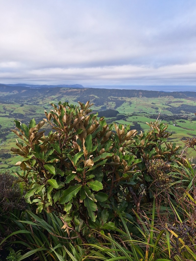 Olearia crebra