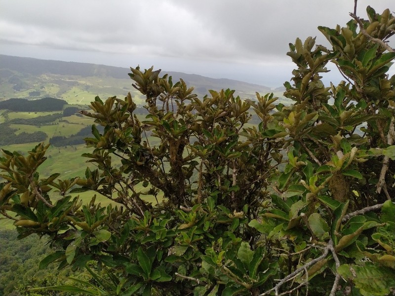 Olearia crebra photo 2