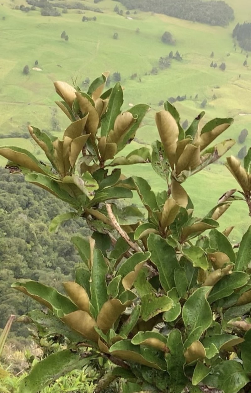 Olearia crebra photo 3
