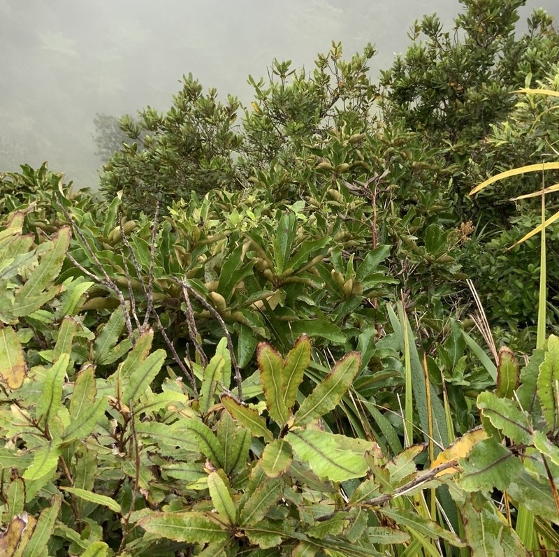 Olearia crebra photo 4