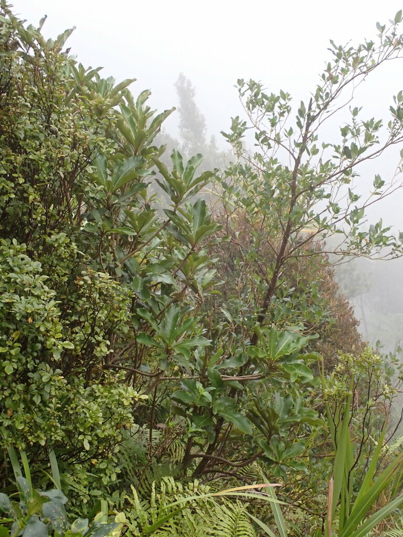 Olearia crebra photo 6
