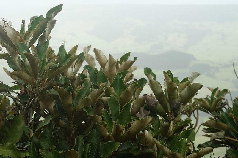 Olearia crebra photo 7