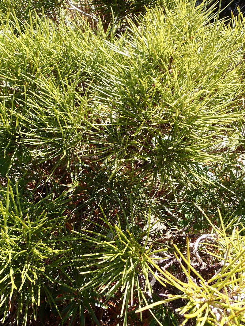 Olearia crosby-smithiana photo 2