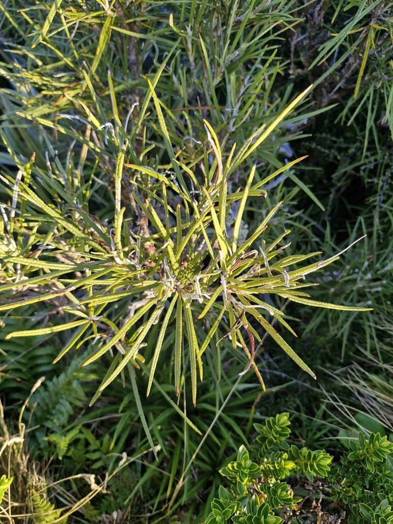 Olearia crosby-smithiana photo 3