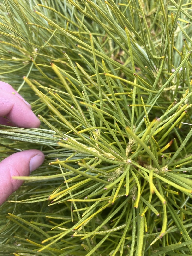 Olearia crosby-smithiana photo 4