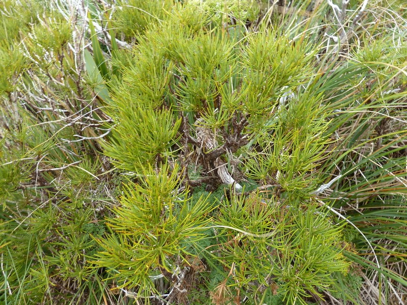 Olearia crosby-smithiana photo 5